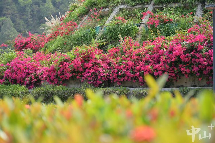 中山适合养什么花，市花和市树是什么？中山适合养什么花,市花和市树是什么花？-第3张图片-优品飞百科