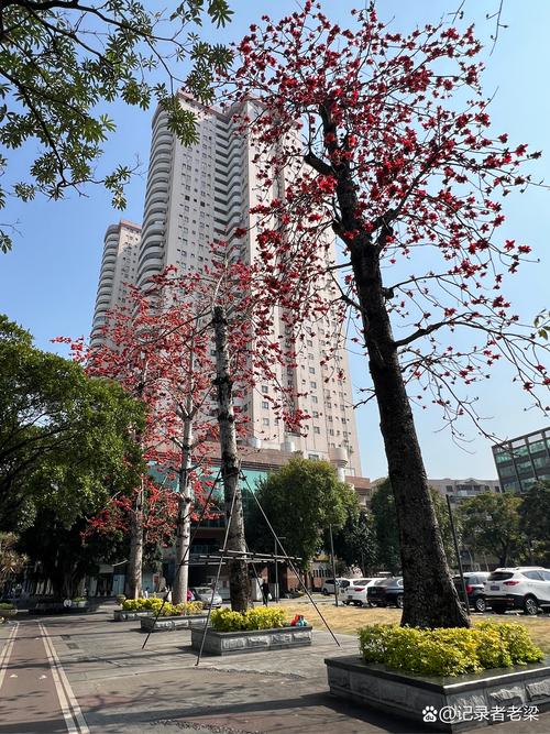 中山适合养什么花，市花和市树是什么？中山适合养什么花,市花和市树是什么花？-第4张图片-优品飞百科