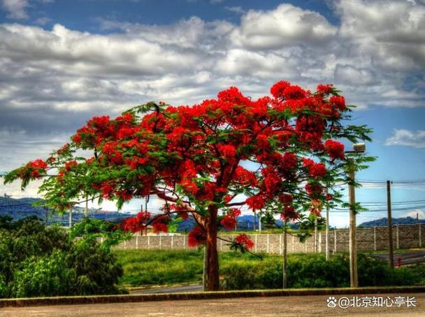 中山适合养什么花，市花和市树是什么？中山适合养什么花,市花和市树是什么花？-第5张图片-优品飞百科