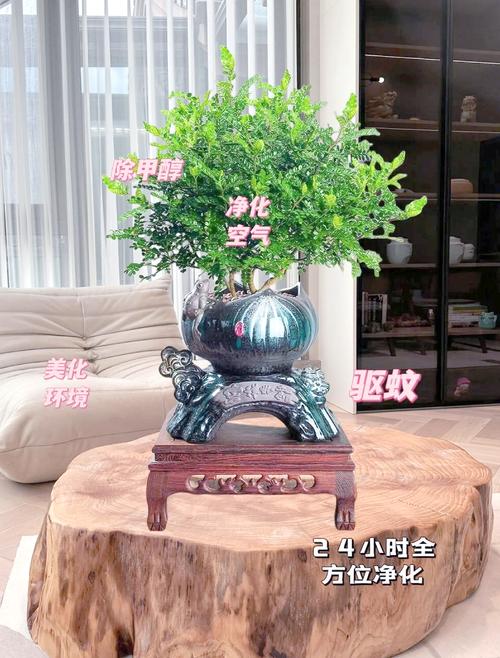 清香木的风水作用，清香木的风水作用与禁忌