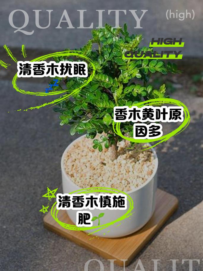 清香木的风水作用，清香木的风水作用与禁忌-第3张图片-优品飞百科