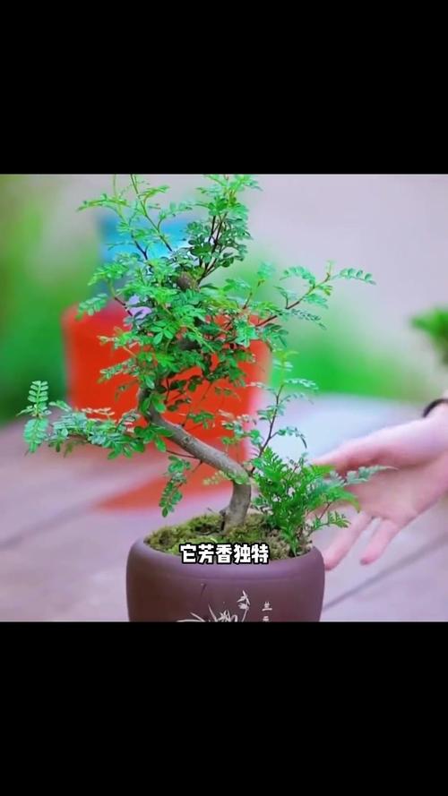 清香木的风水作用，清香木的风水作用与禁忌-第4张图片-优品飞百科