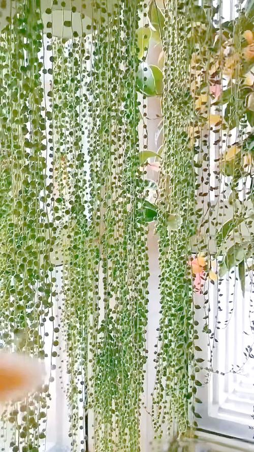 珍珠吊兰的风水作用，这样摆放全家运气旺！？珍珠吊兰的花是什么颜色的？