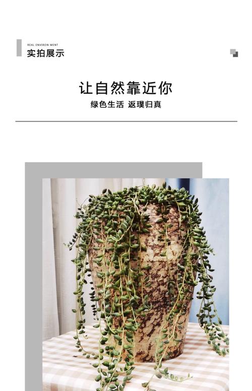 珍珠吊兰的风水作用，这样摆放全家运气旺！？珍珠吊兰的花是什么颜色的？-第2张图片-优品飞百科