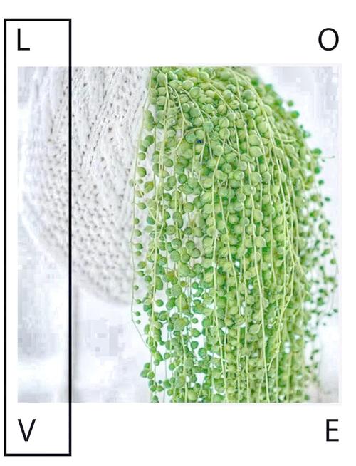 珍珠吊兰的风水作用，这样摆放全家运气旺！？珍珠吊兰的花是什么颜色的？-第3张图片-优品飞百科