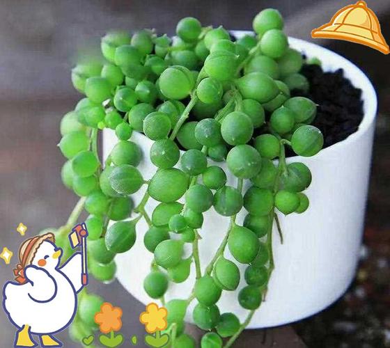 珍珠吊兰的风水作用，这样摆放全家运气旺！？珍珠吊兰的花是什么颜色的？-第4张图片-优品飞百科