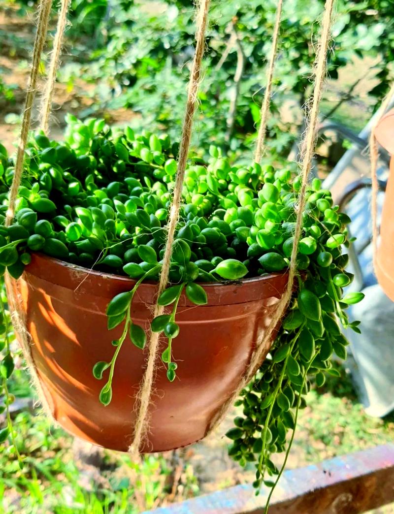 珍珠吊兰的风水作用，这样摆放全家运气旺！？珍珠吊兰的花是什么颜色的？-第7张图片-优品飞百科