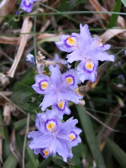 峨眉四照花的养殖方法,峨眉四美-第1张图片-优品飞百科 峨眉四照花的养殖方法,峨眉四美-第1张图片-优品飞百科