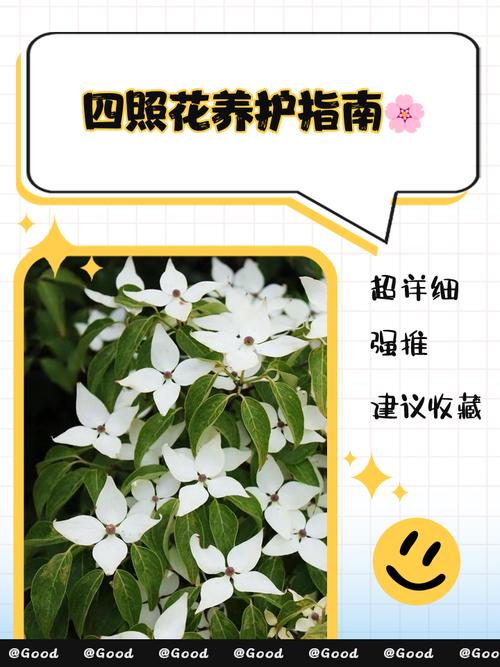 峨眉四照花的养殖方法,峨眉四美-第2张图片-优品飞百科 峨眉四照花的养殖方法,峨眉四美-第2张图片-优品飞百科