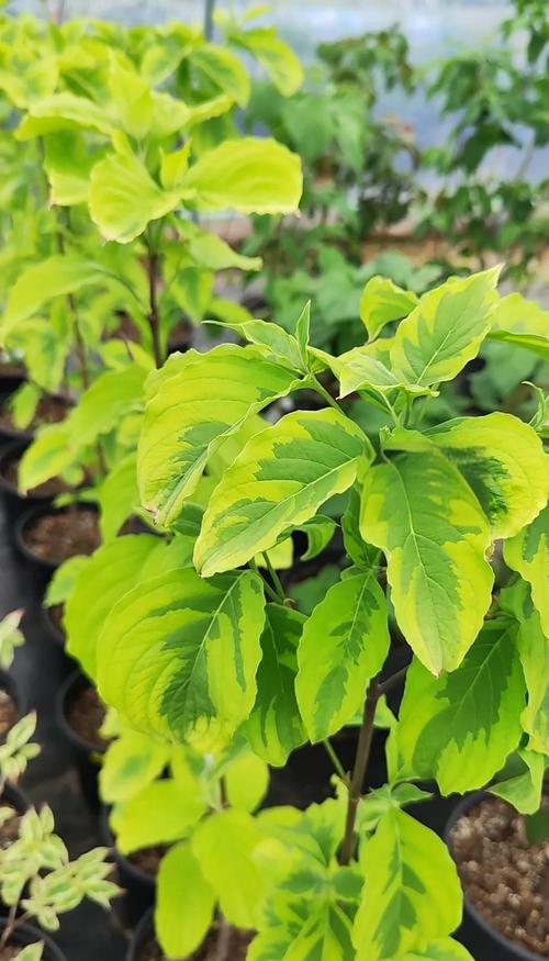 峨眉四照花的养殖方法,峨眉四美-第4张图片-优品飞百科 峨眉四照花的养殖方法,峨眉四美-第4张图片-优品飞百科