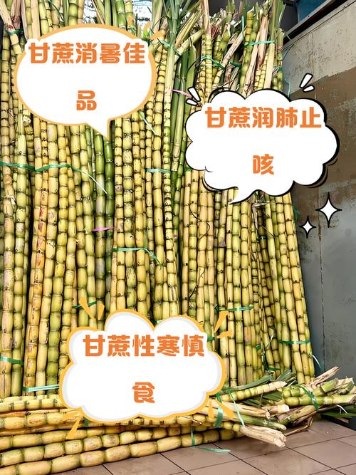 吃甘蔗的好处和坏处（甘蔗的功效介绍），吃甘蔗的好处与功效