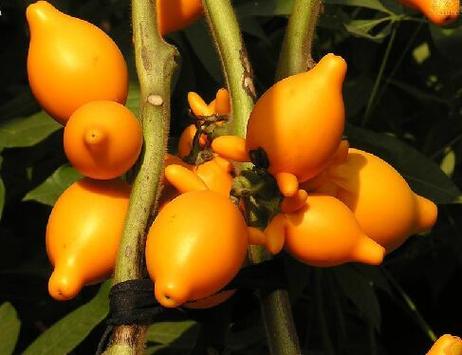 乳茄可以吃吗，有什么功效与作用，乳茄可以吃吗,有什么功效与作用禁忌？-第2张图片-优品飞百科