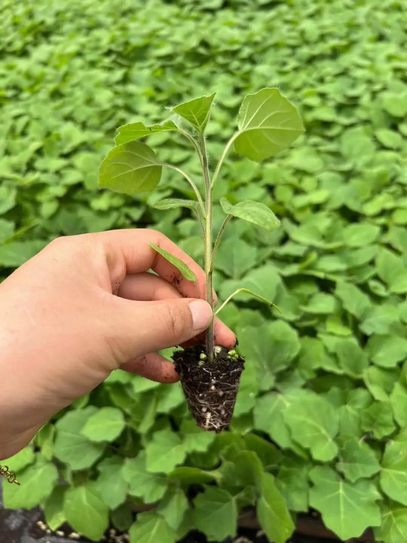 乳茄可以吃吗，有什么功效与作用，乳茄可以吃吗,有什么功效与作用禁忌？-第4张图片-优品飞百科