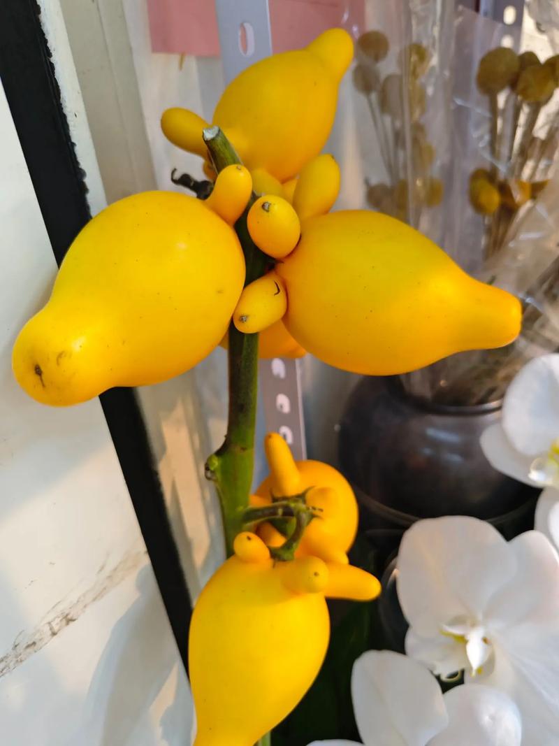 乳茄可以吃吗，有什么功效与作用，乳茄可以吃吗,有什么功效与作用禁忌？-第6张图片-优品飞百科