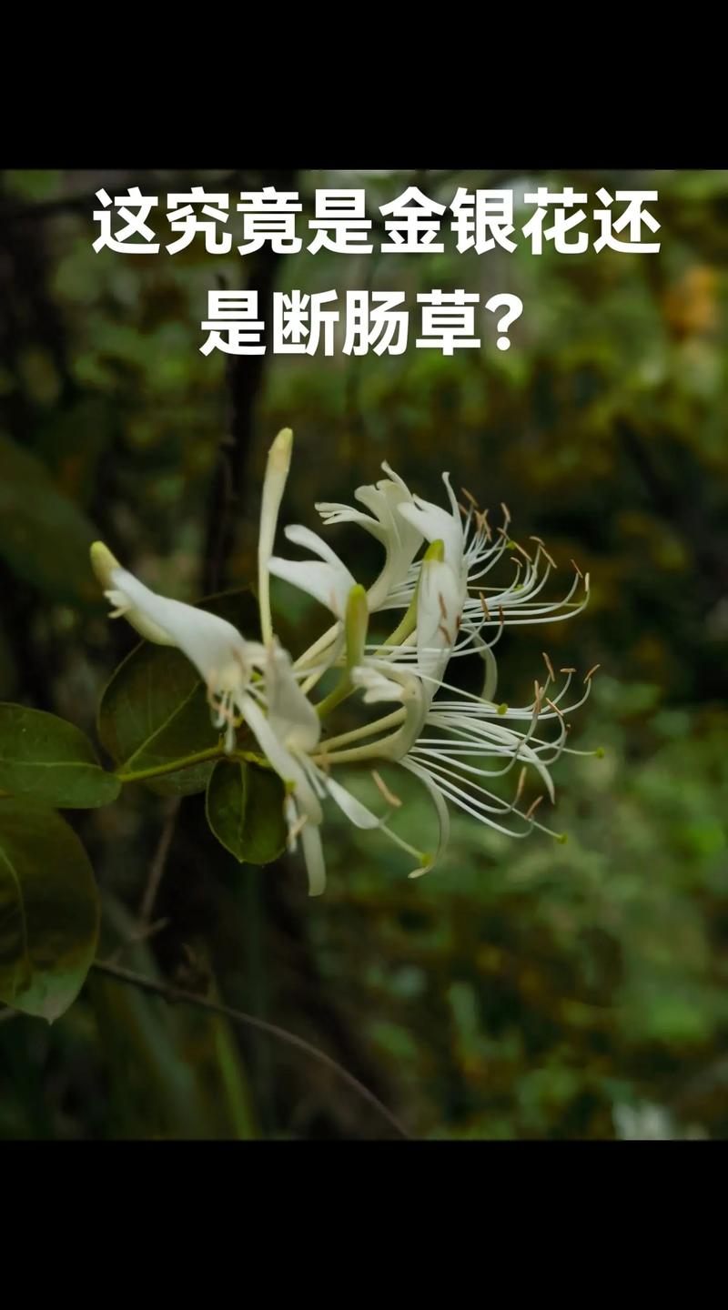 金银花与断肠草的区别,金银花和断肠草有什么区别-第1张图片-优品飞百科 金银花与断肠草的区别,金银花和断肠草有什么区别-第1张图片-优品飞百科