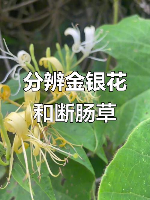 金银花与断肠草的区别,金银花和断肠草有什么区别-第2张图片-优品飞百科 金银花与断肠草的区别,金银花和断肠草有什么区别-第2张图片-优品飞百科