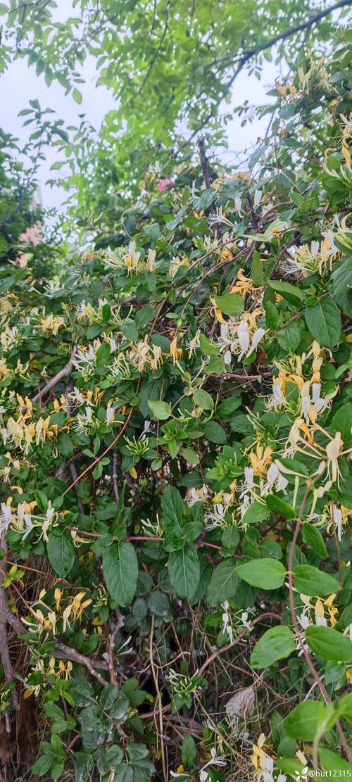 金银花与断肠草的区别,金银花和断肠草有什么区别-第3张图片-优品飞百科 金银花与断肠草的区别,金银花和断肠草有什么区别-第3张图片-优品飞百科
