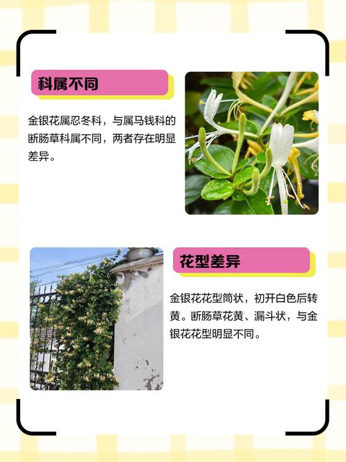 金银花与断肠草的区别,金银花和断肠草有什么区别-第4张图片-优品飞百科 金银花与断肠草的区别,金银花和断肠草有什么区别-第4张图片-优品飞百科