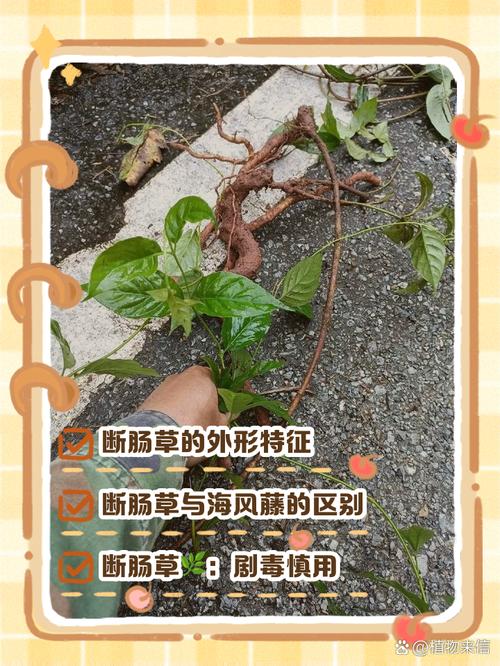 金银花与断肠草的区别,金银花和断肠草有什么区别-第5张图片-优品飞百科 金银花与断肠草的区别,金银花和断肠草有什么区别-第5张图片-优品飞百科