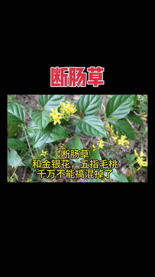 金银花与断肠草的区别,金银花和断肠草有什么区别-第6张图片-优品飞百科 金银花与断肠草的区别,金银花和断肠草有什么区别-第6张图片-优品飞百科