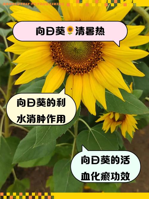 向日葵有毒吗，向日葵有毒吗会死吗-第1张图片-优品飞百科