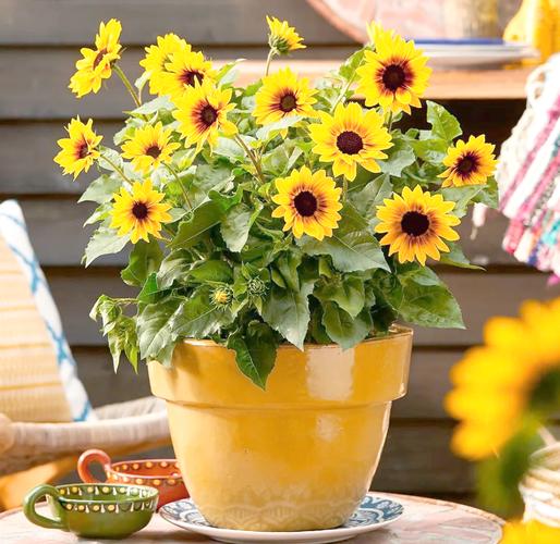 向日葵有毒吗，向日葵有毒吗会死吗-第2张图片-优品飞百科