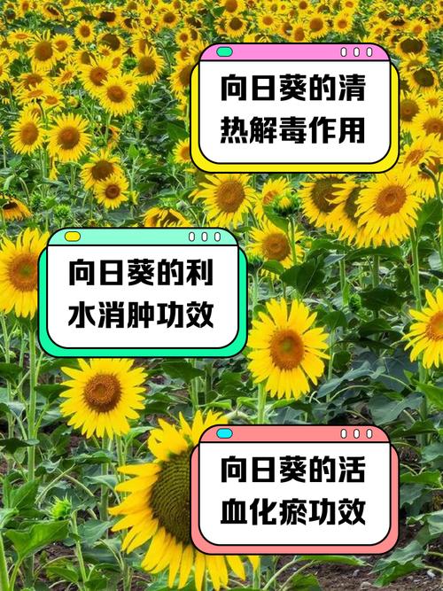 向日葵有毒吗，向日葵有毒吗会死吗-第4张图片-优品飞百科