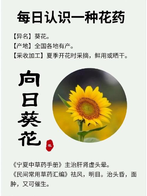 向日葵有毒吗，向日葵有毒吗会死吗-第5张图片-优品飞百科