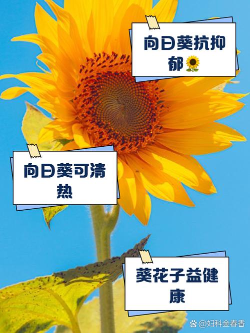 向日葵有毒吗，向日葵有毒吗会死吗-第7张图片-优品飞百科