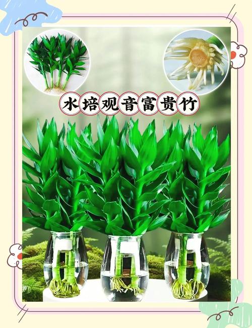 富贵竹的花语和寓意，送人有什么禁忌？富贵竹送朋友的寓意是什么？-第1张图片-优品飞百科