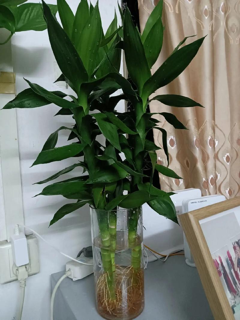 富贵竹的花语和寓意，送人有什么禁忌？富贵竹送朋友的寓意是什么？-第3张图片-优品飞百科