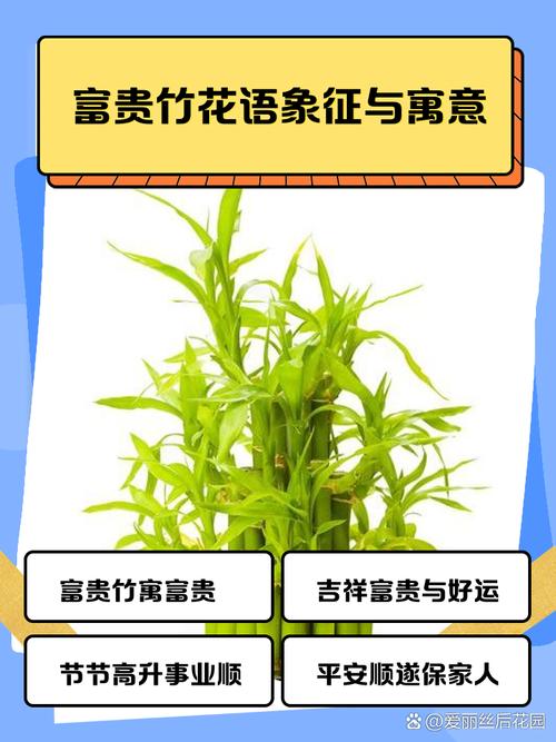 富贵竹的花语和寓意，送人有什么禁忌？富贵竹送朋友的寓意是什么？-第4张图片-优品飞百科