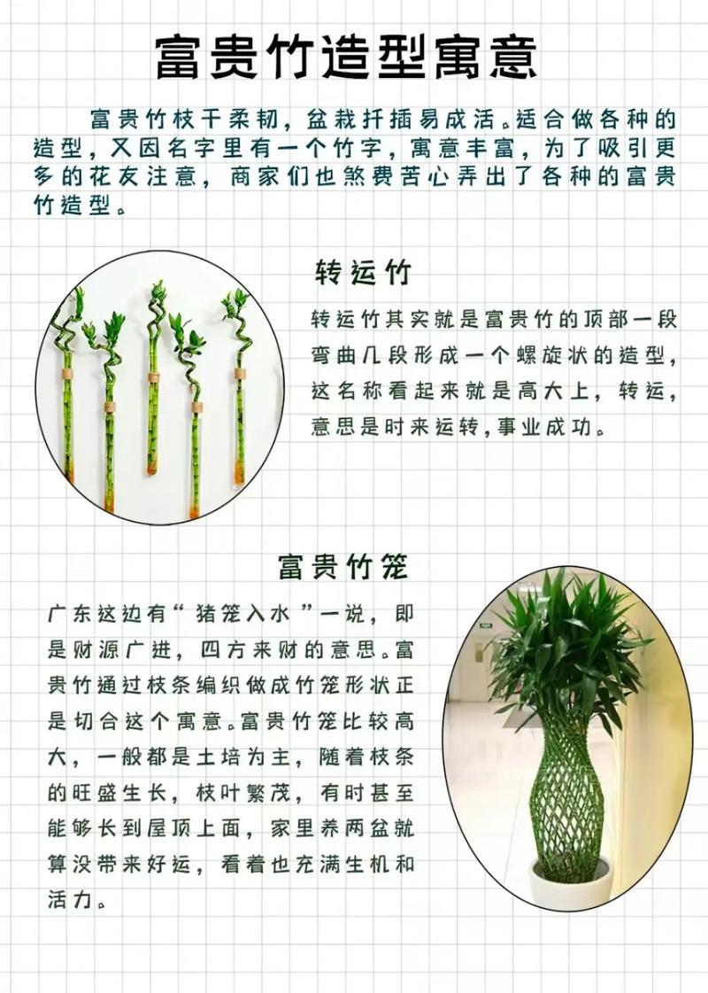 富贵竹的花语和寓意，送人有什么禁忌？富贵竹送朋友的寓意是什么？-第5张图片-优品飞百科