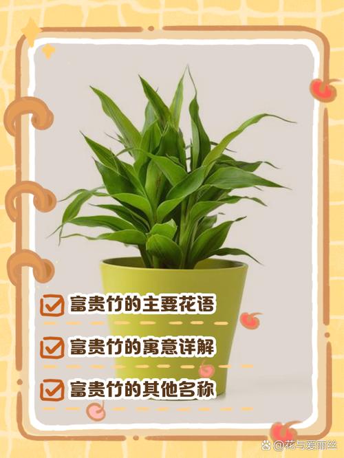 富贵竹的花语和寓意，送人有什么禁忌？富贵竹送朋友的寓意是什么？-第6张图片-优品飞百科