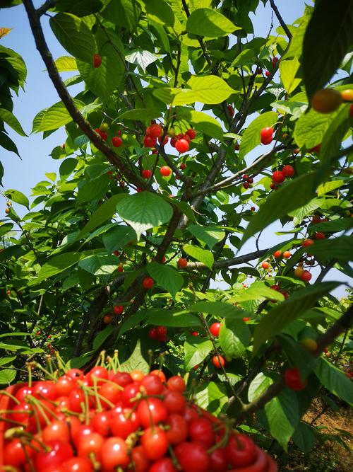 樱桃成熟时，樱桃什么时候成熟？樱桃大概什么时候成熟？