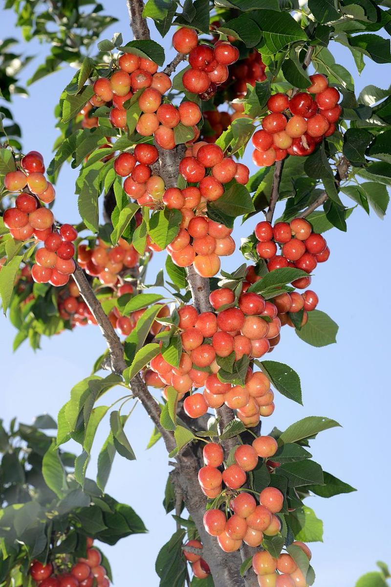 樱桃成熟时，樱桃什么时候成熟？樱桃大概什么时候成熟？-第2张图片-优品飞百科