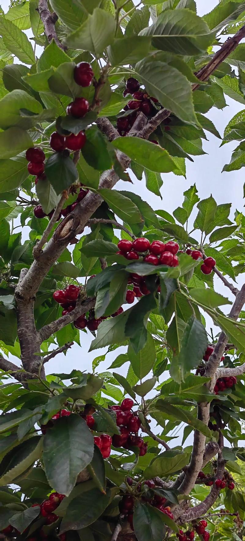 樱桃成熟时，樱桃什么时候成熟？樱桃大概什么时候成熟？-第3张图片-优品飞百科