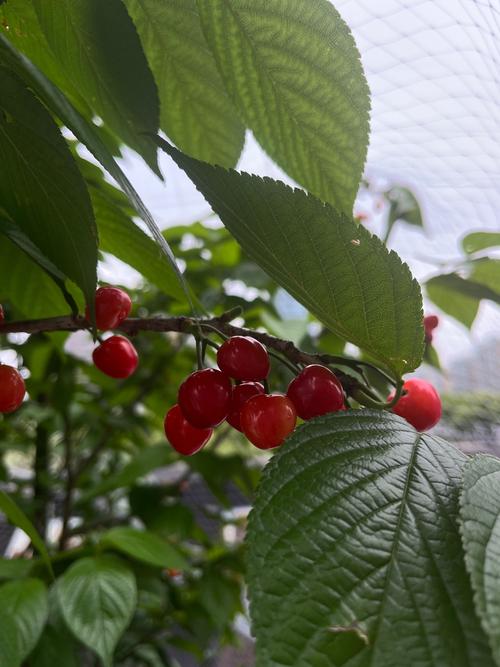 樱桃成熟时，樱桃什么时候成熟？樱桃大概什么时候成熟？-第4张图片-优品飞百科