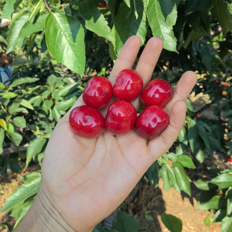 樱桃成熟时，樱桃什么时候成熟？樱桃大概什么时候成熟？-第5张图片-优品飞百科