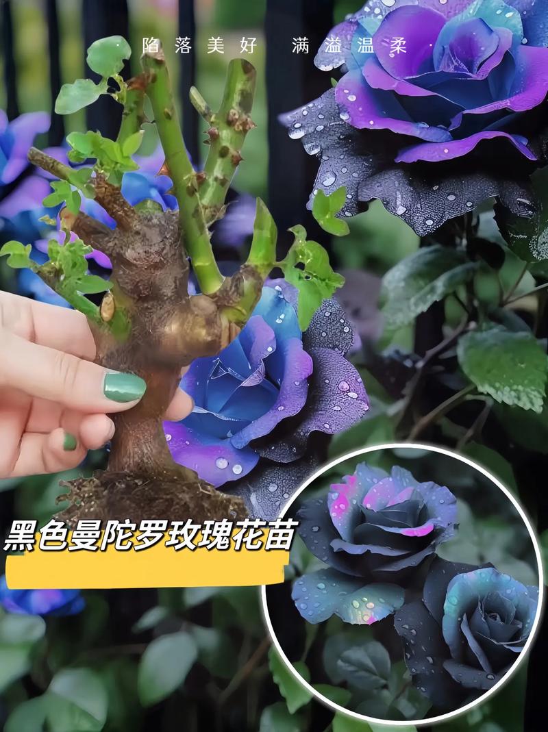 曼陀罗花的寓意，曼陀罗是什么意思，曼陀罗花是干嘛的？-第1张图片-优品飞百科