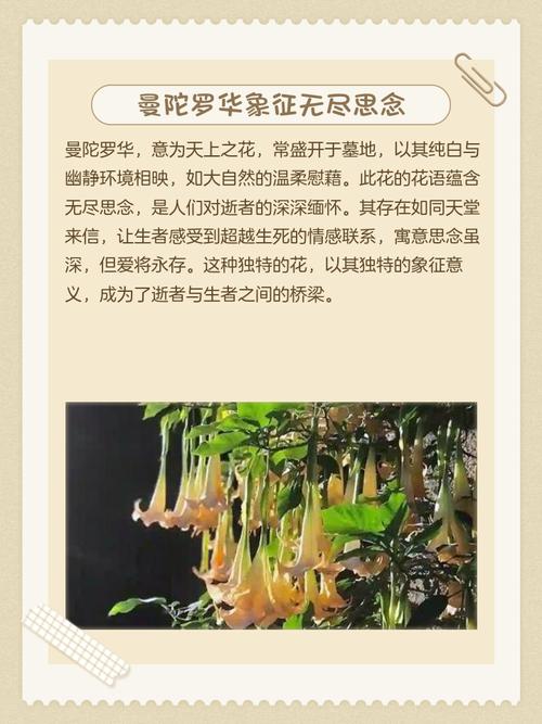 曼陀罗花的寓意，曼陀罗是什么意思，曼陀罗花是干嘛的？-第2张图片-优品飞百科