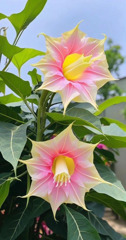 曼陀罗花的寓意，曼陀罗是什么意思，曼陀罗花是干嘛的？-第3张图片-优品飞百科