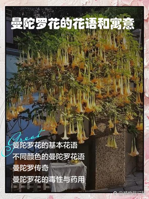 曼陀罗花的寓意，曼陀罗是什么意思，曼陀罗花是干嘛的？-第4张图片-优品飞百科