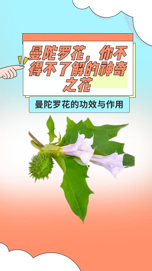 曼陀罗花的寓意，曼陀罗是什么意思，曼陀罗花是干嘛的？-第7张图片-优品飞百科