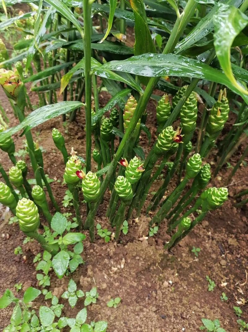 姜花有毒吗，可以吃吗？姜花有什么药用价值？-第1张图片-优品飞百科