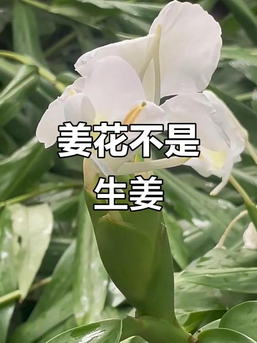 姜花有毒吗，可以吃吗？姜花有什么药用价值？-第3张图片-优品飞百科