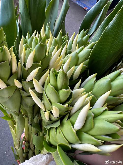 姜花有毒吗，可以吃吗？姜花有什么药用价值？-第4张图片-优品飞百科