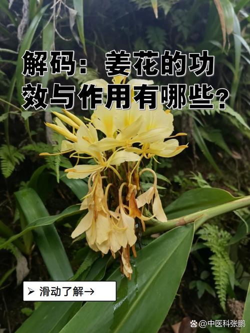 姜花有毒吗，可以吃吗？姜花有什么药用价值？-第5张图片-优品飞百科