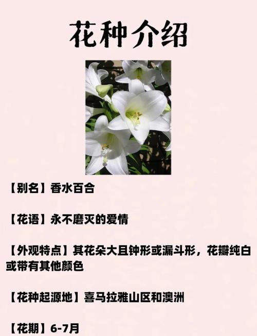 卡萨布兰卡花的花语和寓意，卡萨布兰花图片-第1张图片-优品飞百科