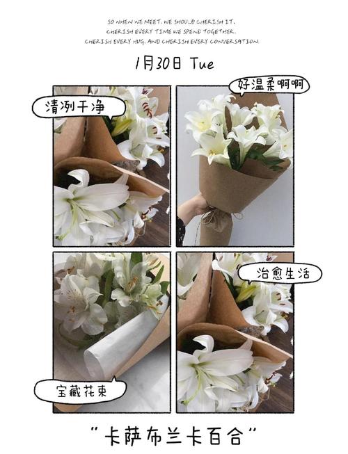 卡萨布兰卡花的花语和寓意，卡萨布兰花图片-第2张图片-优品飞百科